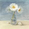 خطوة اولى-daisiesandshells.jpg
