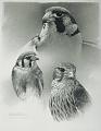 لوحات..من روائع  رسم الطيور-cdn artists algonquin falcons_  peregrine  kestrel merlin   dumas .jpg