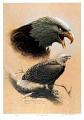 لوحات..من روائع  رسم الطيور-michael-dumas-bald-eagle-study.jpg