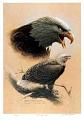 لوحات..من روائع  رسم الطيور-michael-dumas-bald-eagle-study.jpg