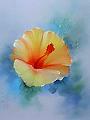 زهرة بالألوان الزيتية...-hibiscus-8.jpg