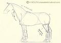 طريقة رسم الحصان-horse3.jpg